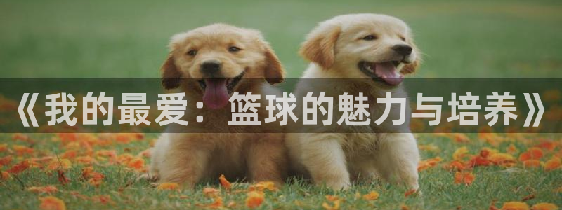 一竞技官网下载平台：《我的最爱：篮球的魅力与培养》